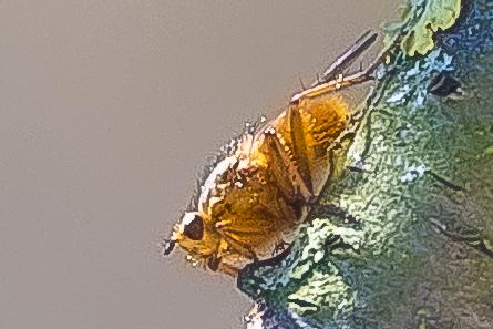 Scathophaga stercoraria